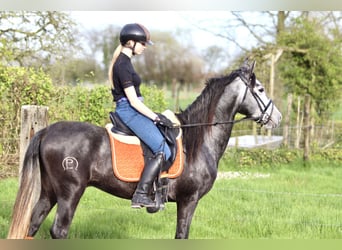 Portugisisk sporthäst, Valack, 4 år, 149 cm, Kan vara vit