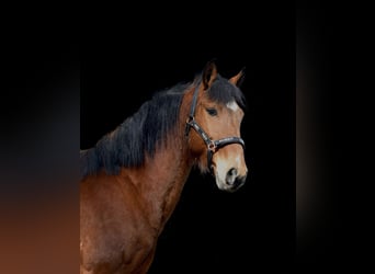 Portugisisk sporthäst, Valack, 6 år, 150 cm, Brun