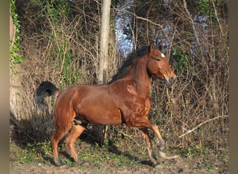 Portugisisk sporthäst, Valack, 6 år, 150 cm, Brun