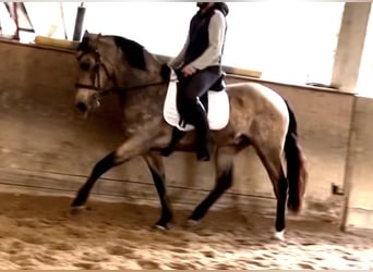 Portuguese Sport Horse, Gelding, 10 years, 15.2 hh, Dun