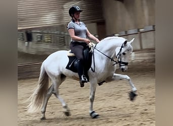 Portugiesisches Sportpferd, Wallach, 10 Jahre, 15,2 hh, Schimmel