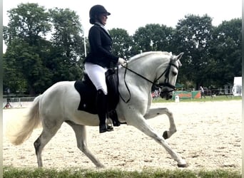 Portuguese Sport Horse, Gelding, 10 years, 15.2 hh, Gray