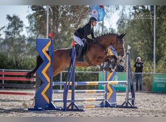 Portuguese Sport Horse, Gelding, 15 years, 16.1 hh, Brown