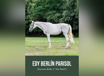 Portuguese Sport Horse, Gelding, 16 years, 16,2 hh, Grey
