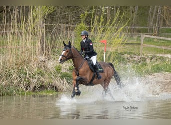 Portuguese Sport Horse, Gelding, 17 years, 16,1 hh, Brown