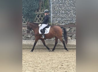 Portuguese Sport Horse Mix, Gelding, 18 years, 13.3 hh, Brown