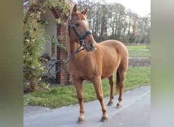 Portuguese Sport Horse Mix, Gelding, 18 years, 15 hh, Chestnut-Red