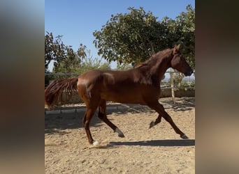 Portuguese Sport Horse, Gelding, 2 years, 15.2 hh