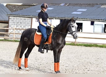 Portuguese Sport Horse, Gelding, 4 years, 14.2 hh, Can be white