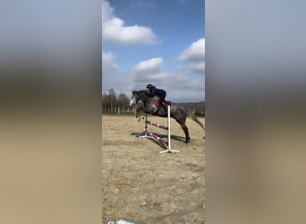 Portuguese Sport Horse, Gelding, 4 years, 17 hh, Gray