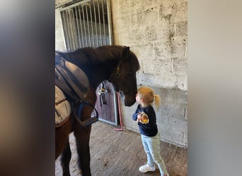Portuguese Sport Horse, Gelding, 4 years, Smoky-Black
