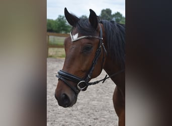 Portuguese Sport Horse, Gelding, 5 years, 15,3 hh, Brown