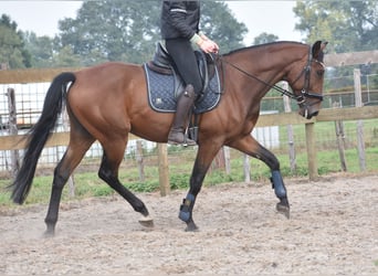 Portuguese Sport Horse, Gelding, 5 years, 15,3 hh, Brown