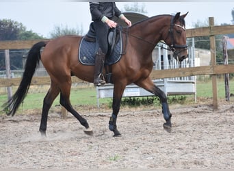 Portuguese Sport Horse, Gelding, 5 years, 15,3 hh, Brown