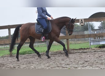 Portuguese Sport Horse, Gelding, 5 years, 15,3 hh, Brown