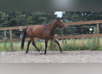 Portuguese Sport Horse, Gelding, 5 years, 15,3 hh, Brown