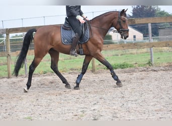 Portuguese Sport Horse, Gelding, 5 years, 15,3 hh, Brown