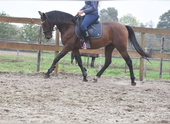 Portuguese Sport Horse, Gelding, 5 years, 15,3 hh, Brown