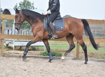 Portuguese Sport Horse, Gelding, 5 years, 15,3 hh, Brown