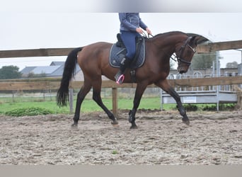 Portuguese Sport Horse, Gelding, 5 years, 15,3 hh, Brown