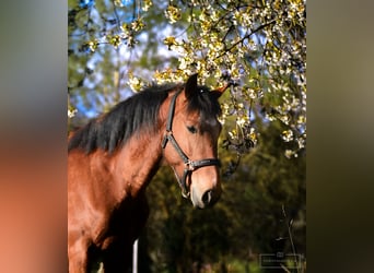 Portuguese Sport Horse, Gelding, 6 years, 14.2 hh, Brown