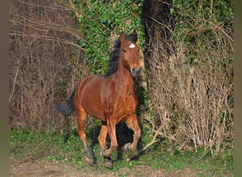 Portuguese Sport Horse, Gelding, 6 years, 14.2 hh, Brown