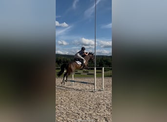 Portuguese Sport Horse, Gelding, 7 years, 15 hh, Brown