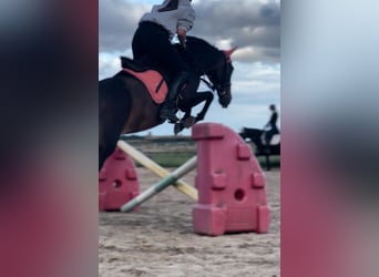 Portuguese Sport Horse, Mare, 12 years, 15.1 hh, Bay-Dark