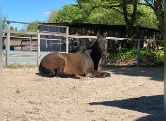 Portuguese Sport Horse, Mare, 13 years, 14,2 hh, Bay-Dark