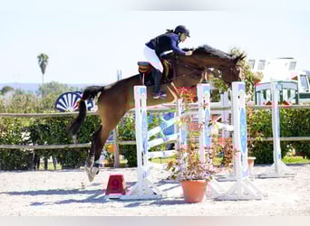 Portuguese Sport Horse Mix, Mare, 14 years, 17.2 hh, Brown