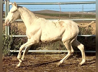 Portuguese Sport Horse, Mare, 1 year, 16.1 hh, Perlino
