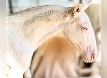 Portuguese Sport Horse, Mare, 1 year, 16,1 hh