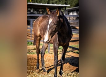 Portuguese Sport Horse, Mare, 2 years, 15,1 hh, Buckskin