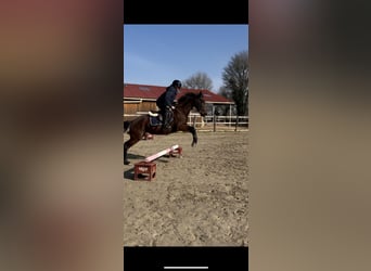 Portuguese Sport Horse, Mare, 5 years, 15,2 hh, Bay