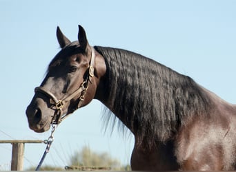 Portuguese Sport Horse Mix, Mare, 5 years, 16.1 hh, Black