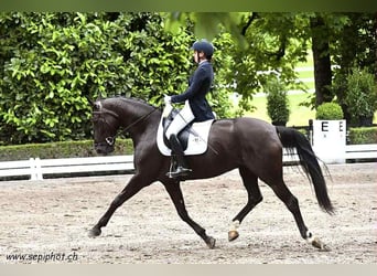 Portuguese Sport Horse, Mare, 9 years, 16.1 hh, Black