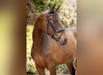 Portuguese Sport Horse Mix, Mare, 9 years, 17 hh, Bay-Dark