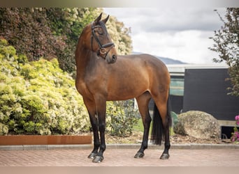 Portuguese Sport Horse Mix, Mare, 9 years, 17 hh, Bay-Dark