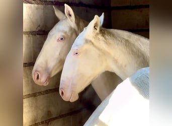 Portuguese Sport Horse, Mare, Foal (04/2025), 16,1 hh, Perlino