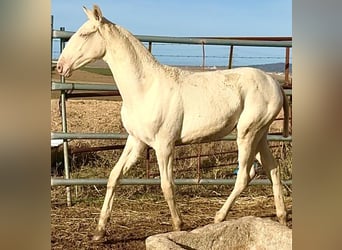 Portuguese Sport Horse, Mare, Foal (04/2025), 16,1 hh, Perlino
