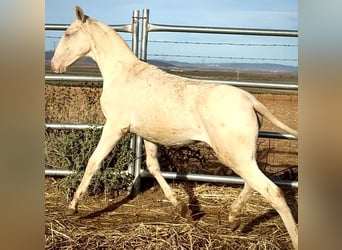 Portuguese Sport Horse, Mare, Foal (04/2025), 16,1 hh, Perlino