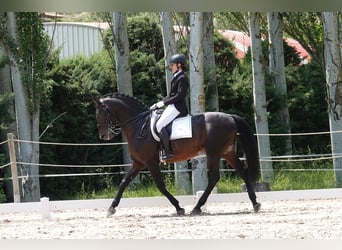 Portuguese Sport Horse Mix, Stallion, 14 years, 16,1 hh, Brown