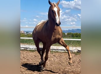 Portuguese Sport Horse Mix, Stallion, 2 years, 15 hh, Pearl