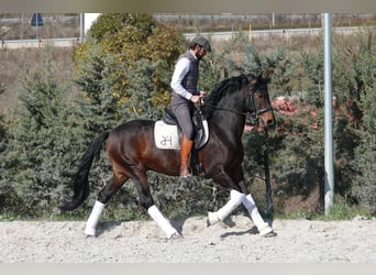 Portuguese Sport Horse Mix, Stallion, 4 years, 15.2 hh, Brown