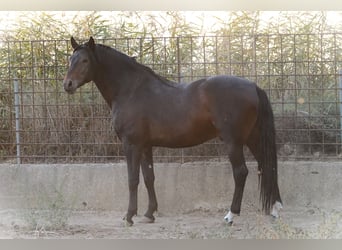 Portuguese Sport Horse Mix, Stallion, 4 years, 15,2 hh, Brown