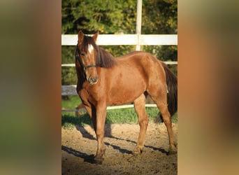 Pottok, Castrone, 5 Anni, 136 cm, Sauro scuro