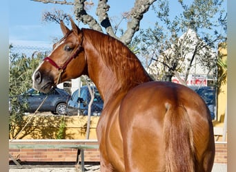 Pottok, Étalon, 7 Ans, 170 cm, Alezan cuivré