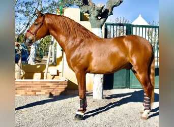 Pottok, Étalon, 7 Ans, 170 cm, Alezan cuivré