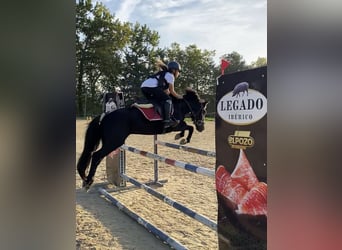 Pottok, Gelding, 12 years, 12,2 hh, Black