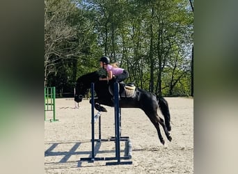 Pottok, Gelding, 12 years, 12,2 hh, Black